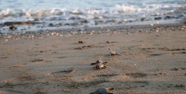 300 bin yavru kaplumbağa denizle buluştu