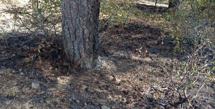 Taşova'da yangında 5 hektarlık orman zarar gördü