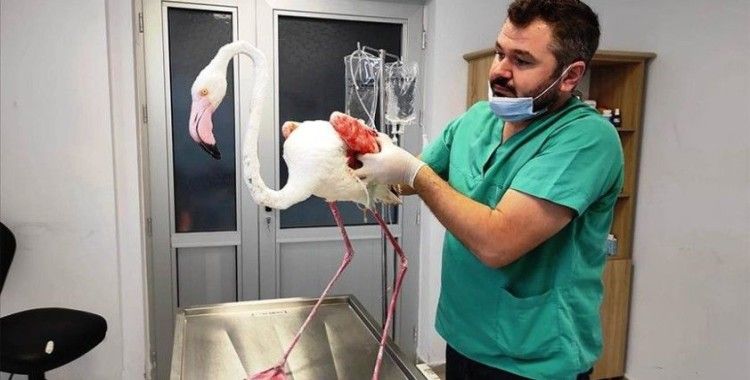 Denizli'de yaralı bulunan flamingo, tedavisinin ardından doğaya bırakıldı