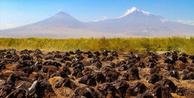 Morkaraman ve akkaraman ırkı koyun ve koçlar Azerbaycan'a ihraç ediliyor