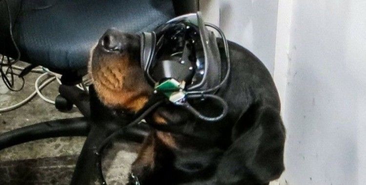 ABD ordusu, patlayıcı arayan köpeklerde artırılmış gerçeklik teknolojisini deniyor