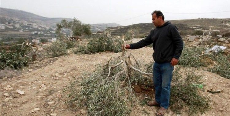 Yahudi yerleşimcilerin Filistinlilere ait zeytin ağaçlarına ve arazilere saldırıları arttı