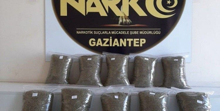 Gaziantep'te 10 kilo bonzai yakalandı