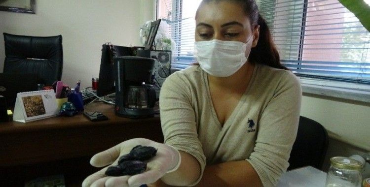Çanakkale’de ilk kez caretta caretta yuvası tespit edildi