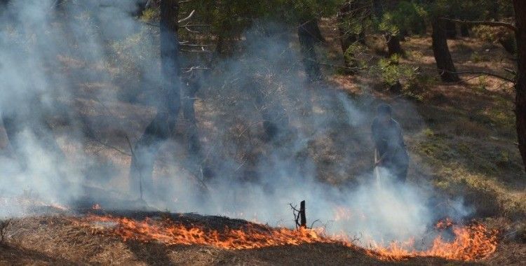 Sinop'ta çamlık alanda korkutan yangın
