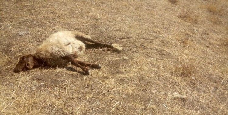 Kurtlar sürüye saldırdı: 30 koyun telef, 50'si kayıp