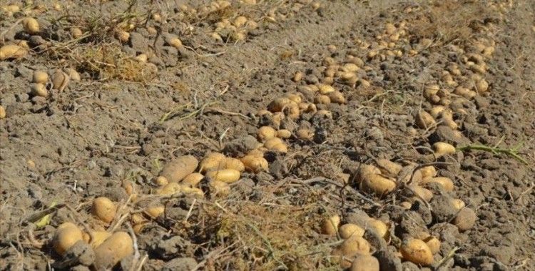 Afyonkarahisar'da kışlık patates fiyatı üreticinin yüzünü güldürüyor
