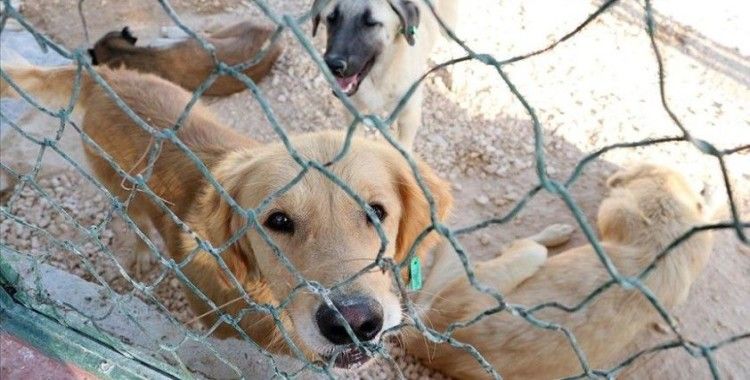 Gaziantep'e sokak hayvanları için 10 milyon liralık yatırım