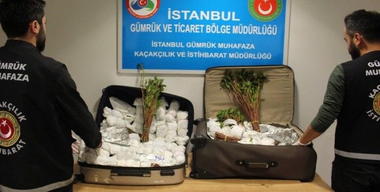İstanbul Havalimanı'nda 208 kilogram Khat cinsi uyuşturucu ele geçirildi