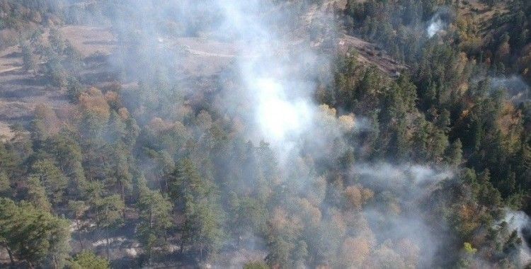 Sinop'ta orman yangını