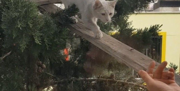 Ağaçta mahsur kalan kediyi köprü yaptığı tahta ile kurtardı