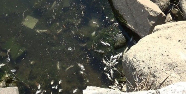 Dicle Nehri’nde tehlikeli görüntü, telef olan balıklar kıyıya vurdu