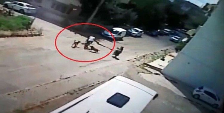 Bisiklet sürerken köpeklerin saldırısına uğrayan genç otomobille çarpıştı
