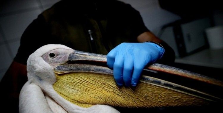 Avcıların vurduğu yaralı pelikan tedavi altına alındı
