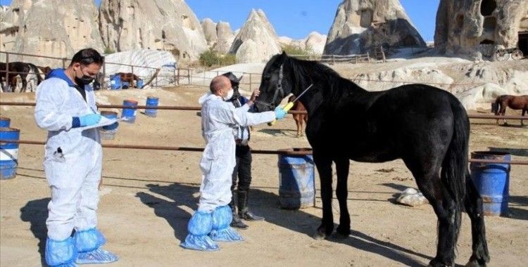 'Güzel atlar ülkesi' Kapadokya'nın atlarına mikroçip takılıyor