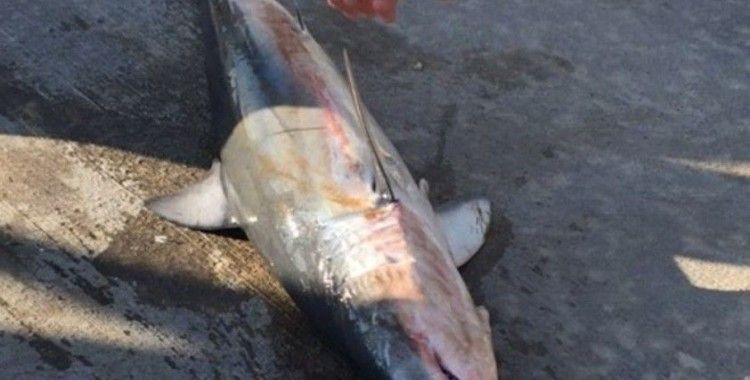 Akyaka sahilde ölü köpekbalığı bulundu