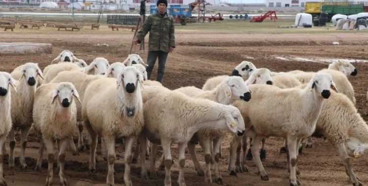 Türkiye'nin çobanları Orta Asya'dan
