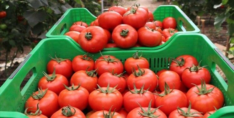 Kasımda fiyatı en fazla artan ürün domates, en çok düşen ürün limon oldu