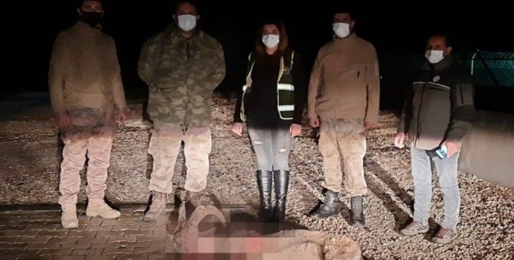  Dağ keçisini vuran şahıs yakalandı