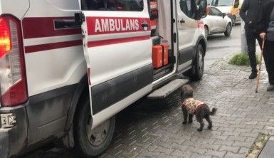 Sahibi börekçide bıçaklanan köpek, ambulansın başında böyle bekledi