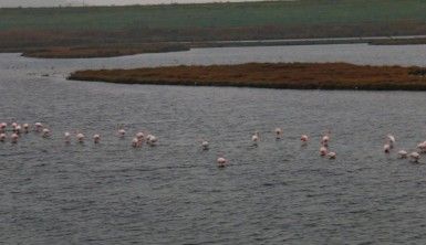 Büyükçekmece'de flamingolar masalsı görüntüler oluşturdu