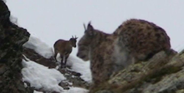 Vaşak ile dağ keçileri aynı karede