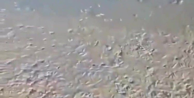 Ömerli Barajında korkutan görüntü: Yavru balıklar ölüm tehlikesiyle karşı karşıya
