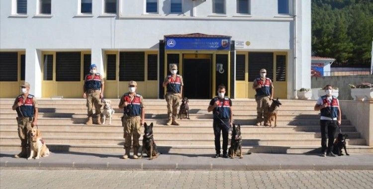 Kahramanmaraş'ta görev yapan 7 hassas burunlu köpek jandarmanın en büyük yardımcısı