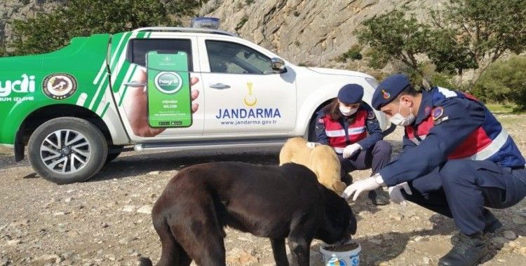 Jandarma ekipleri kısıtlama günlerinde sokak hayvanlarını unutmadı