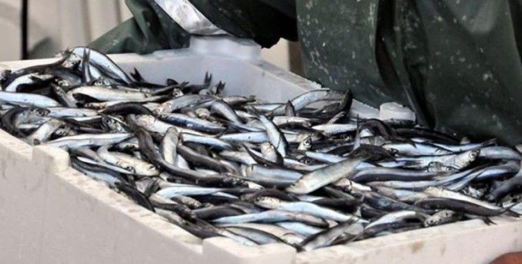 İstanbul Boğazı ve Karadeniz'de 'hamsi avı' yasaklandı