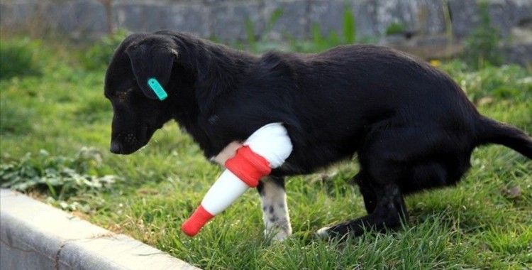 Bacağı kesilen sokak köpeği 3 boyutlu yazıcıdan tasarlanan protezle yürüdü