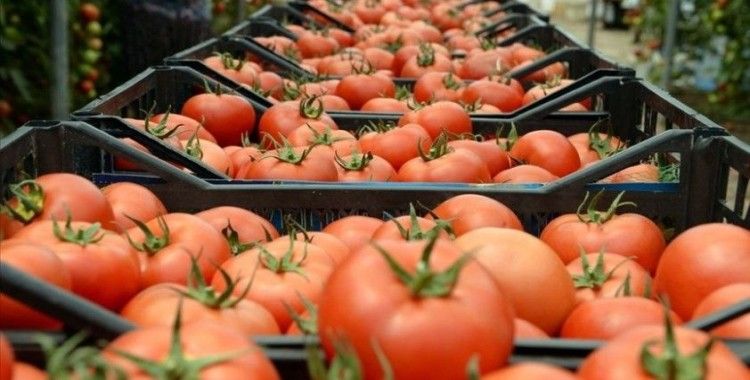 Türkiye'nin domates ihracatı geçen yıl 313 milyon 405 bin dolara yükseldi