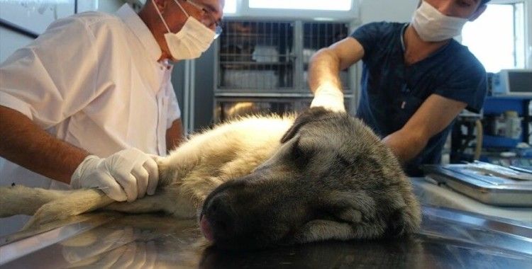 ABD'de 70 köpeğin ölmesinin ardından çeşitli kuru hayvan mamaları geri toplanıyor