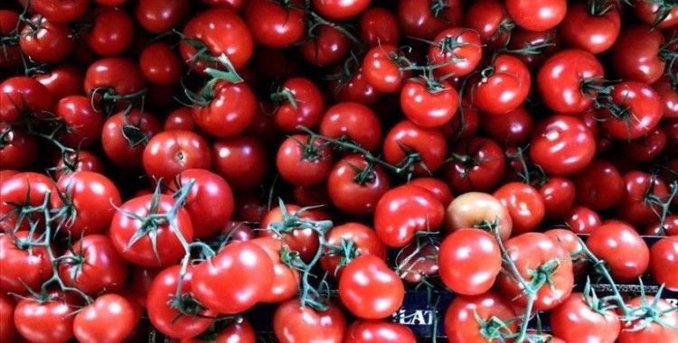 Rusya'nın domates kotasını yükseltmesi Antalya'daki üreticileri ve ihracatçıları sevindirdi