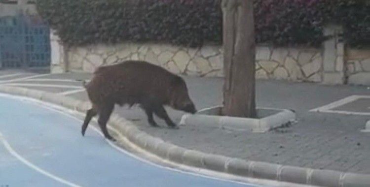Yaban domuzu Marmaris sokaklarında korkusuzca gezdi