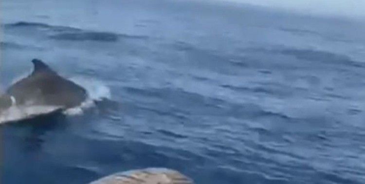 Antalya’da yunuslar tekneyle yarıştı, balıkçılar şaştı kaldı