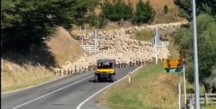 Yeni Zelanda'da 3 bin kuzu köprüyü trafiğe kapattı