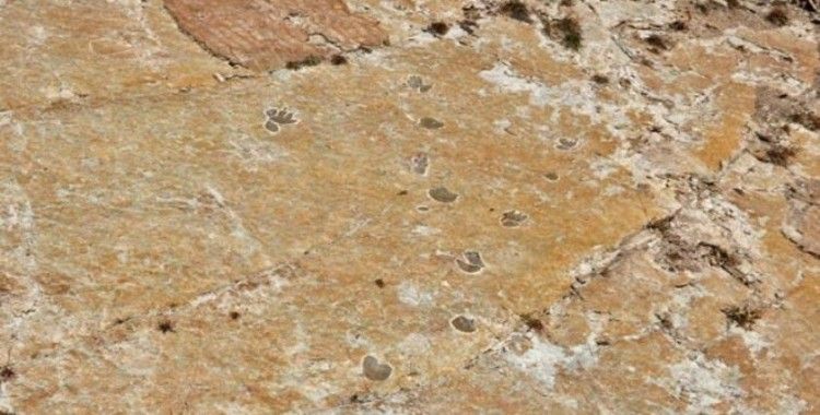 İtalya'da 250 milyon yıllık ayak izleri bulundu