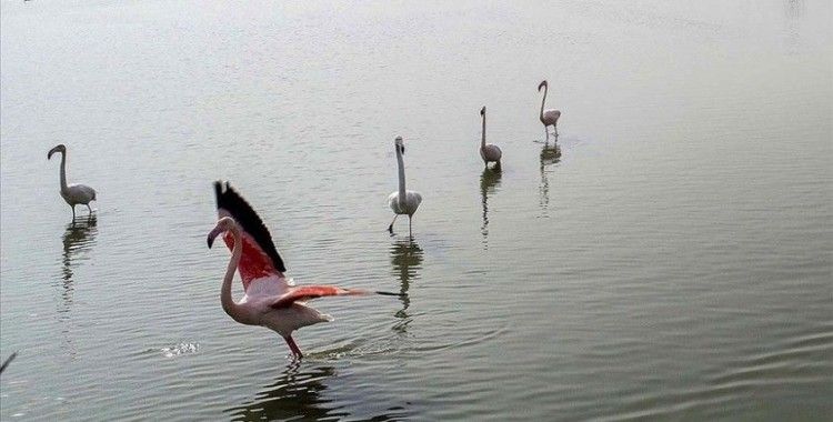 Göçmen kuşların uğrak durağı Çukurova Deltası misafirleriyle 'cıvıl cıvıl' oldu