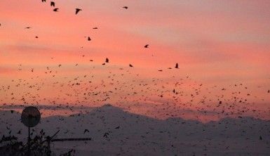 Erzurum'da kargaların günbatımıyla dansı eşsiz görüntüler ortaya çıkarttı