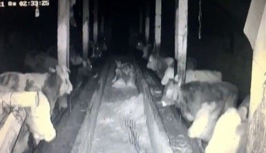 İneklerin deprem paniği kamerada