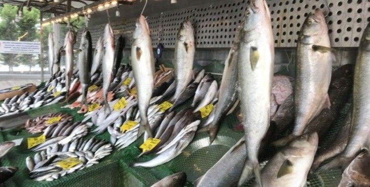 Marmara Denizi’nde Kofana Balığı bolluğu, kilosu 300 liradan 70 liraya düştü