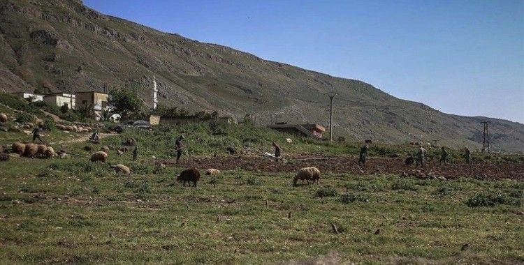 Esed rejimi, İdlib ve Hama'da yerinden ettiği çiftçilere ait en az 440 bin dönümlük araziye el koydu
