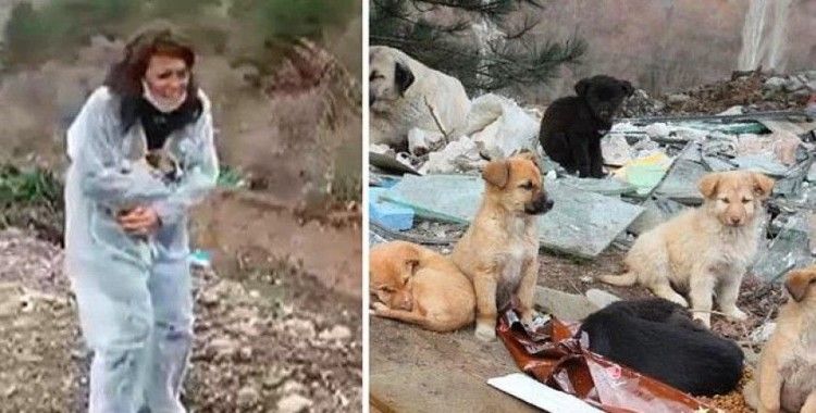 Ankara'da dağlık alana terk edilen 7 köpek öldü