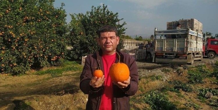 Adana'da 1 kilo 260 gramlık portakal görenleri şaşırttı