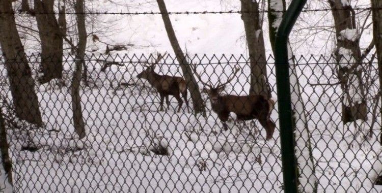 Belgrad Ormanı’ndaki geyikler böyle görüntülendi