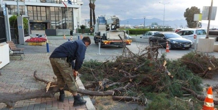 İzmir'de fırtınadan 330 ağaç zarar gördü