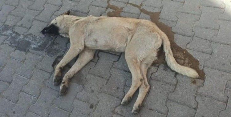 10 köpeği zehirleyerek öldüren adama para cezası