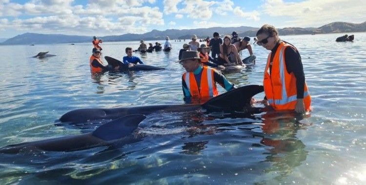Yeni Zelanda'da 49 pilot balina karaya vurdu, 9'u öldü