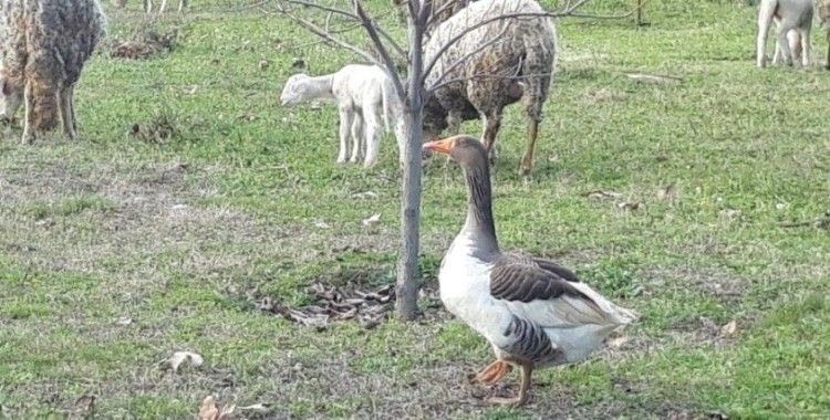  Bu kaz koyunlara çobanlık yapıyor